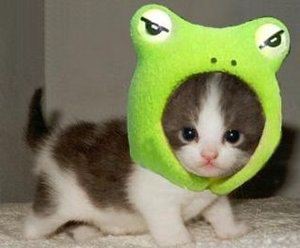cat-with-green-frog-head