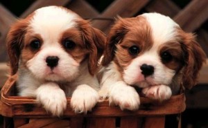 two-cute-puppies