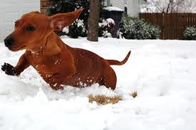 dog-snow