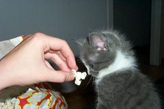 Don't every feed you cat table snacks such as popcorn.