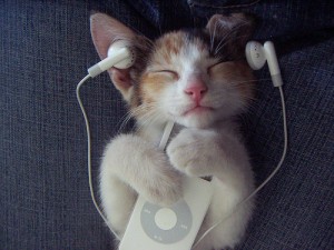 cat-headphones