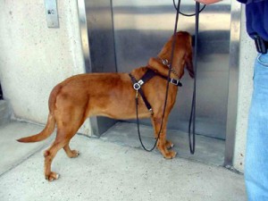 dog-elevator