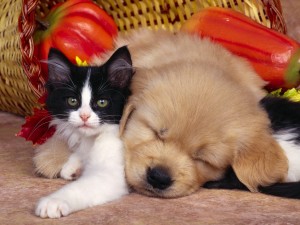 cute-cat-and-dog