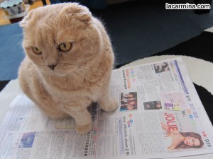 cat-newspaper