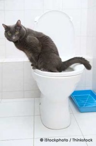 cat-toilet