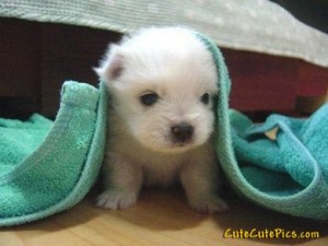 puppy-very-cute