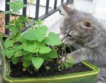 cat-plant
