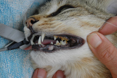 Tooth resorption in pets « The Pet Product Guru
