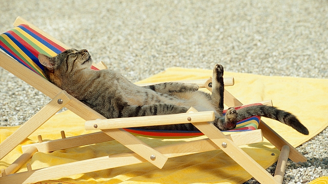 Do your cats love sleeping in the sun? « The Pet Product Guru