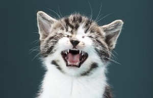 Kitten meowing   Original Filename: cat.jpg