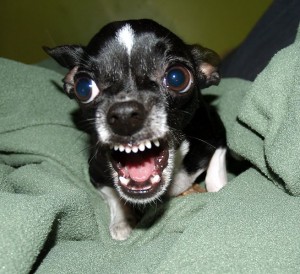 Chihuahua Aggressive