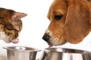 DOG AND CAT EATING