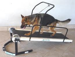 dog treadmill 2
