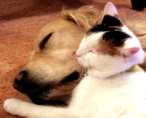 DOG AND CAT TOGETHER
