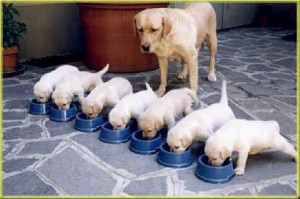 PUPPIES EATING