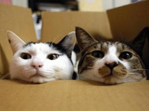 CAT BOX
