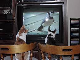 Why Do Cats Like To Watch Television The Pet Product Guru,Sansevieria Cylindrica Propagation