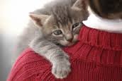 Cat shoulder