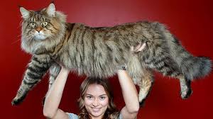 LARGEST CAT