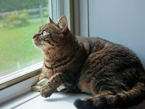 CAT ON WINDOW