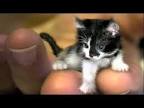 WORLDS SMALLEST CAT