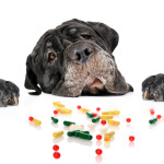 Dog and pills.