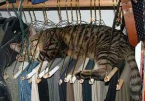 cat closet