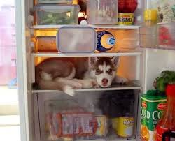 DOG fridge