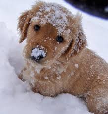 DOG SNOW