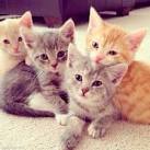 cute kittens 3
