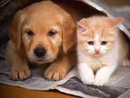 CUTE DOG AND CAT