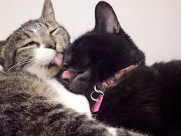 cat licking