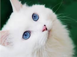 whitecat2